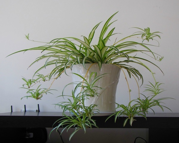 家里养什么花好 家里放什么植物招财