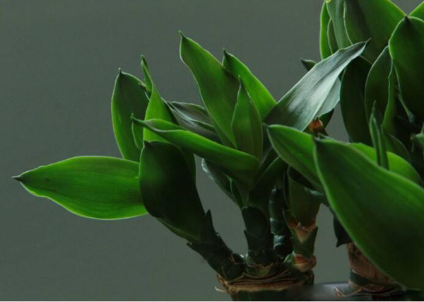 植物养殖