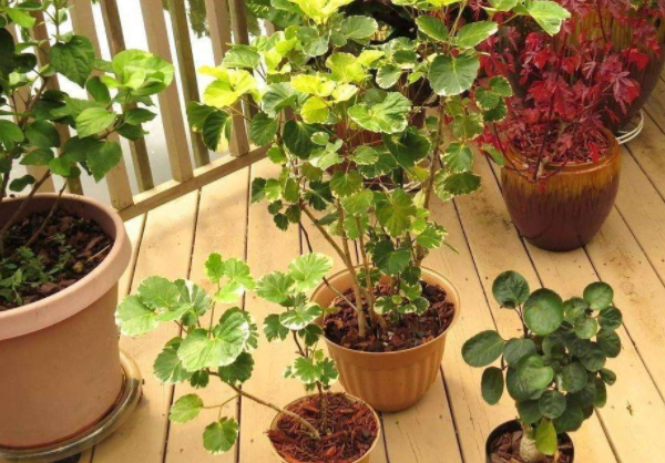 家里养啥植物风水好 家里植物摆放风水
