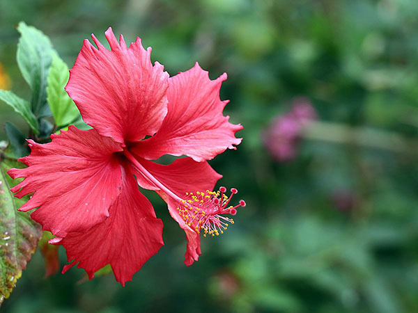 家里养扶桑花有忌讳吗