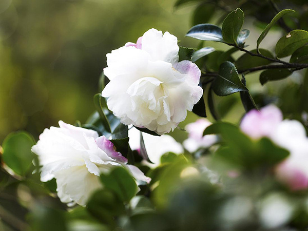 山茶花的花语是什么