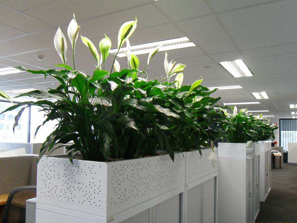 办公室养殖植物