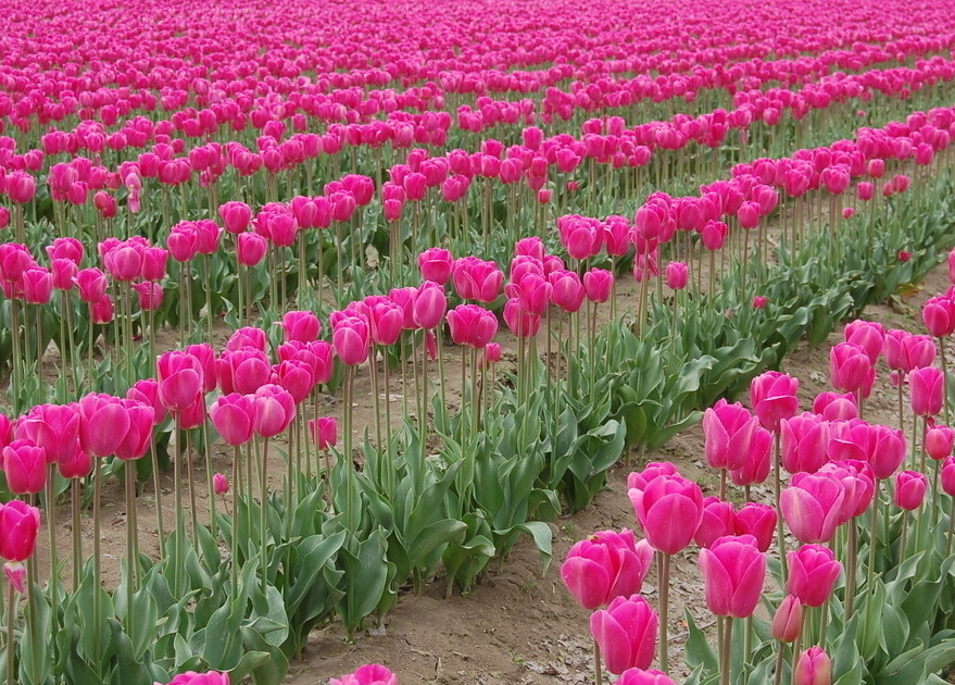 郁金香花语是什么  郁金香花语的含义