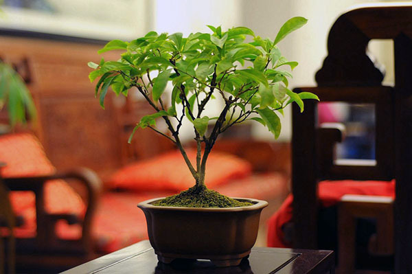 缺木的适合养什么植物
