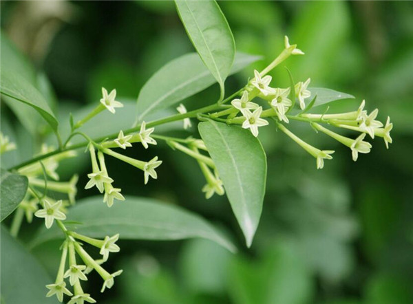 室内驱蚊植物盆栽大全 植物驱蚊法你值得拥有