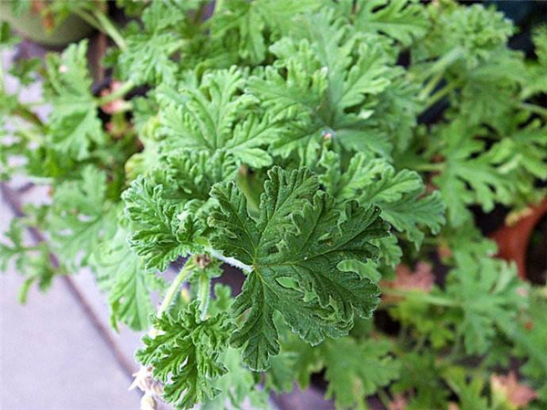 室内驱蚊植物盆栽大全 植物驱蚊法你值得拥有