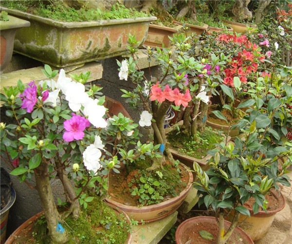 家里种什么植物风水好 家中该养哪些花卉呢