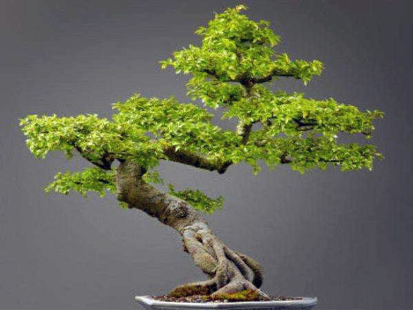 ​风水中招财的植物 客厅放什么植物旺财