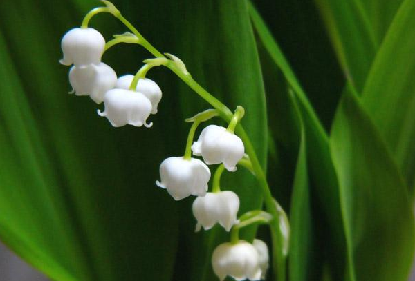铃兰花