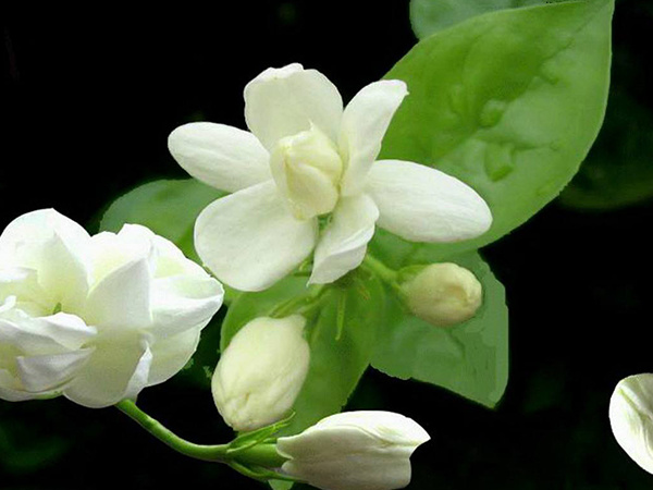 茉莉的花语是什么