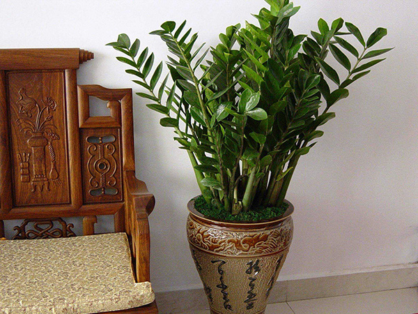 客厅风水植物有哪些 客厅放什么植物风水好