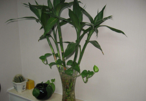 家里养啥植物风水好 家里植物摆放风水