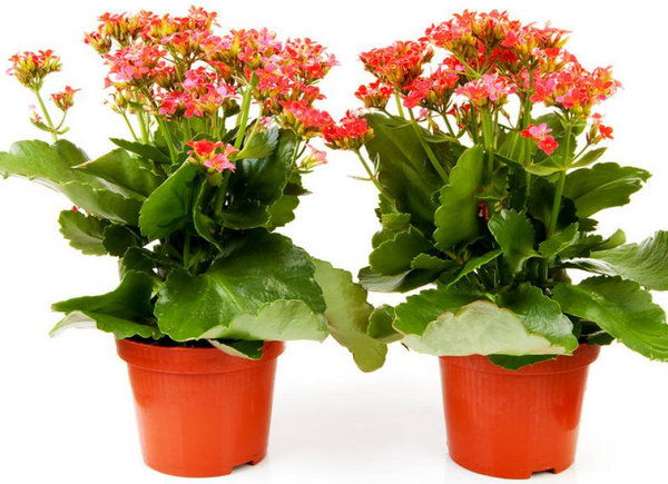 家里养什么植物好