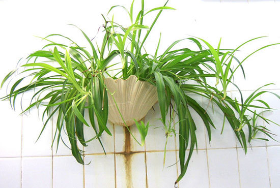 这么好养的室内植物您家入了吗？