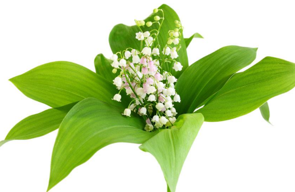 铃兰花花期