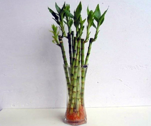 风水植物