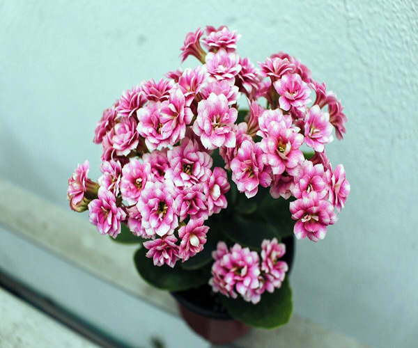 家里养长寿花风水好吗 长寿花为什么致癌