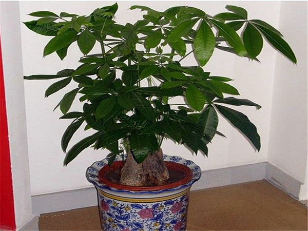 净化空气的植物都有哪些呢 主要靠它们