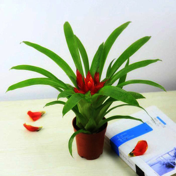 卧室植物
