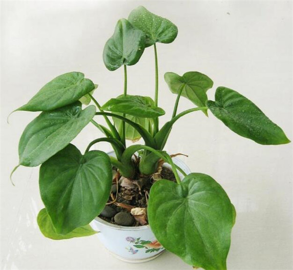 家里种什么植物风水好 家中该养哪些花卉呢