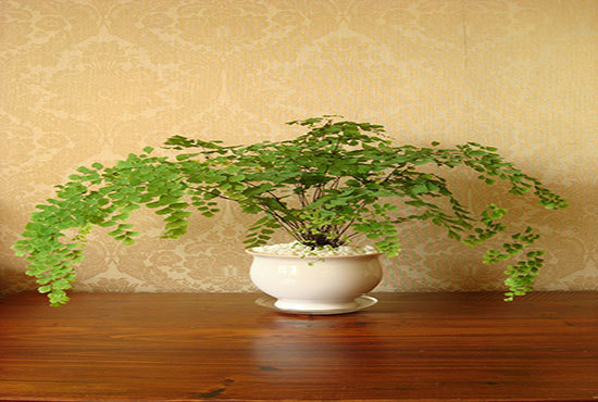 这么好养的室内植物您家入了吗？