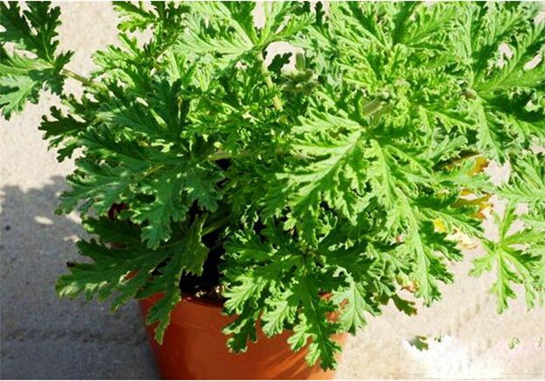 室内驱蚊植物盆栽大全 植物驱蚊法你值得拥有