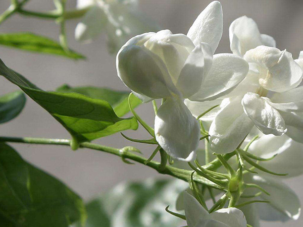 茉莉花的寓意