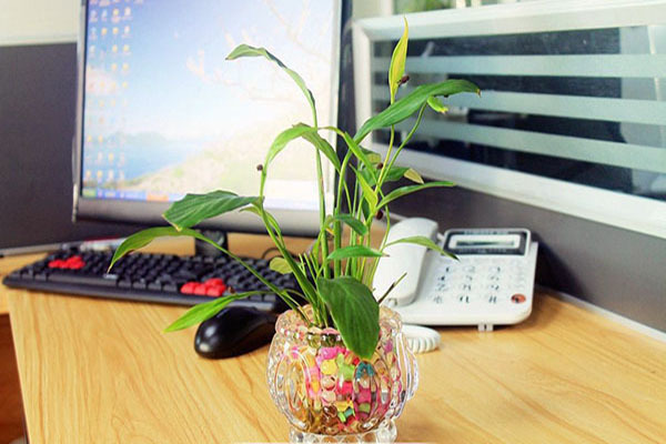 ​ 办公桌放什么植物风水好 选对植物事业更顺