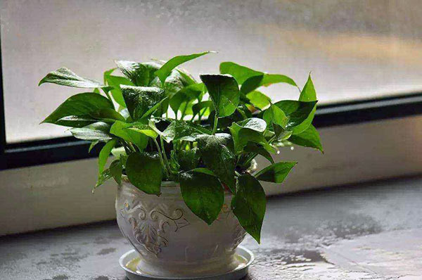 缺木养什么植物 