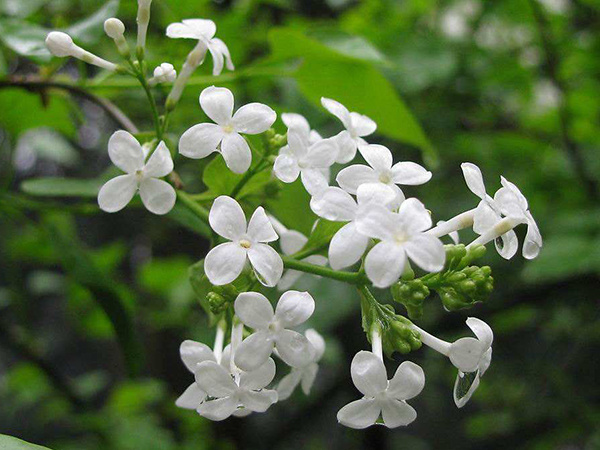 丁香花传说
