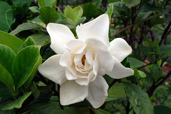 栀子花 