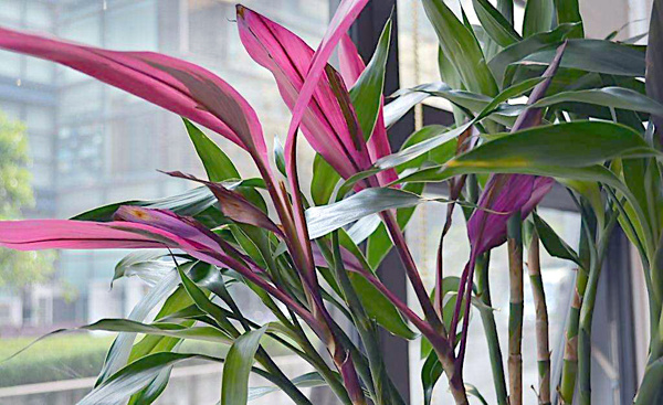 植物