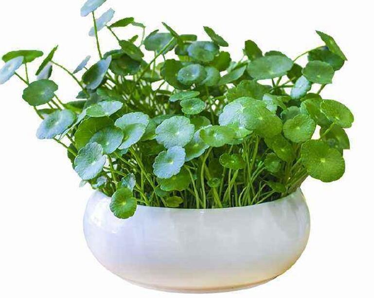 家里养什么花好 家里放什么植物招财
