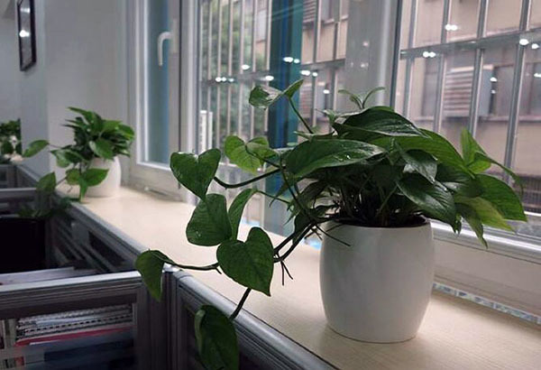 办公室摆放植物风水