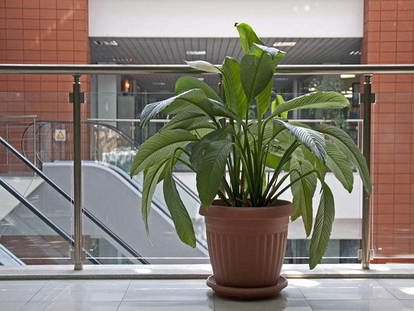 植物