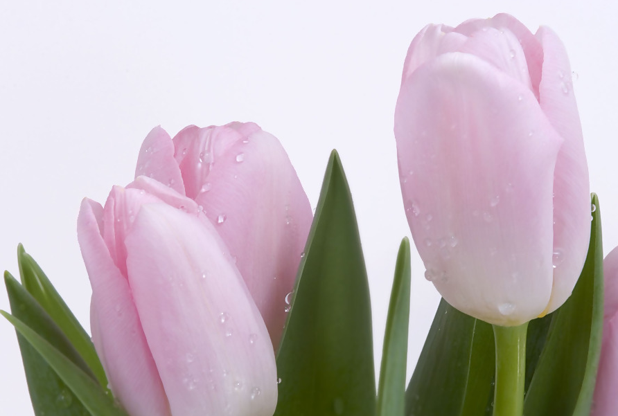 郁金香花语是什么  郁金香花语的含义