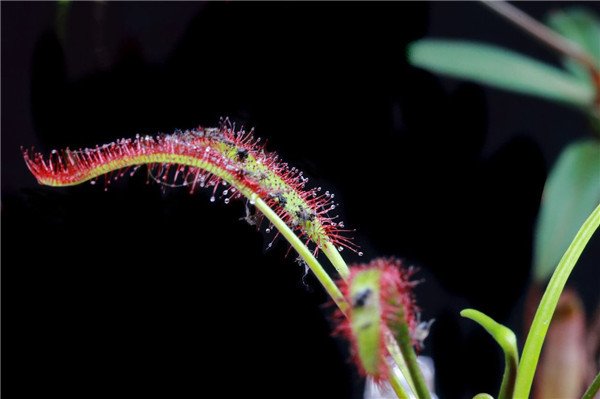 室内驱蚊植物盆栽大全 植物驱蚊法你值得拥有