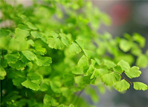 室内净化空气植物—铁线蕨