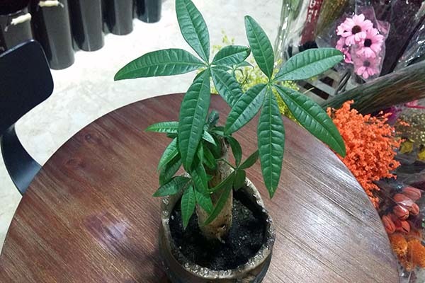 十大镇宅辟邪的植物 房子风水注意事项