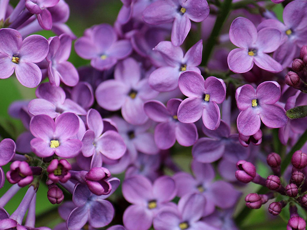 丁香花花语有哪些