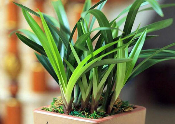 植物风水