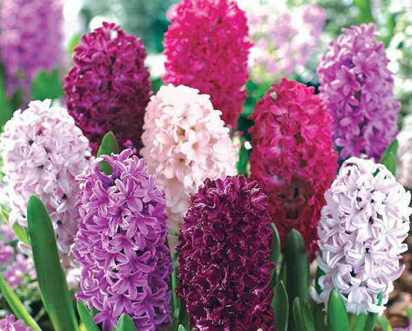 风信子开花后怎么养
