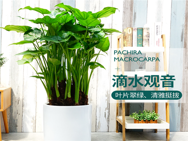 滴水观音有毒吗 滴水观音的养殖方法