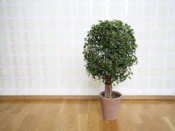 室内植物