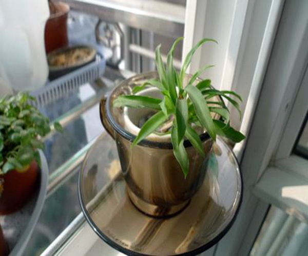 家里种什么植物风水好  家里放什么植物招财辟邪