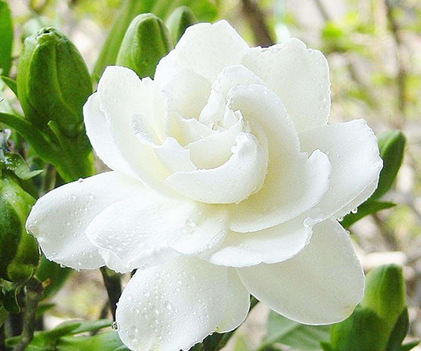 茉莉花