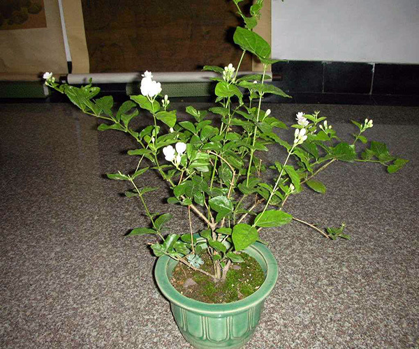 家里种什么植物风水好  家里放什么植物招财辟邪
