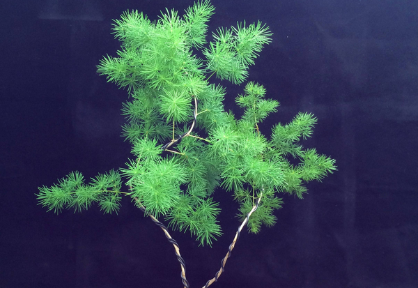 客厅摆什么植物旺财 适合放客厅的大盆植物