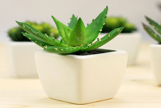 这么好养的室内植物您家入了吗？
