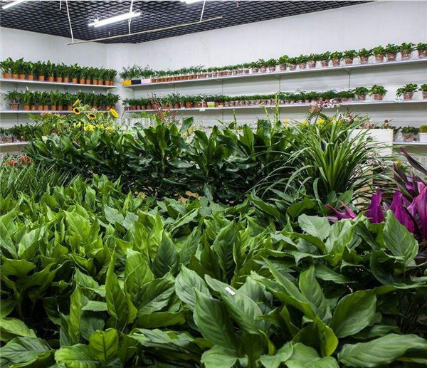 植物风水